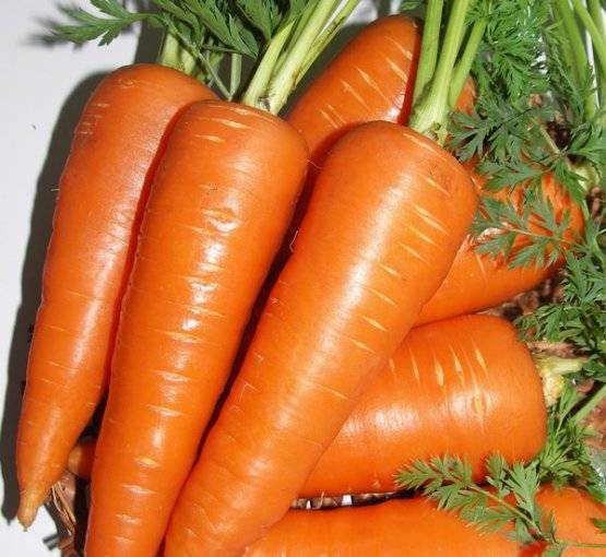 Советы по выращиванию моркови в открытом грунте и уход за растением