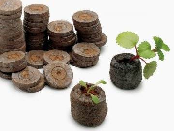 Выращивание рассады петунии в торфяных таблетках. пошаговая инструкция