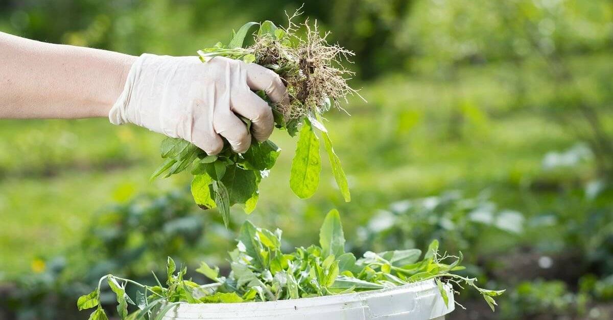 Как избавиться от сорняков навсегда: применение химикатов и народных средств
