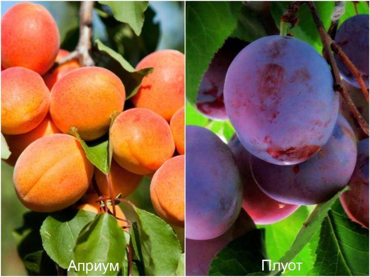 Какие сорта колоновидных яблонь выбрать для разных регионов россии