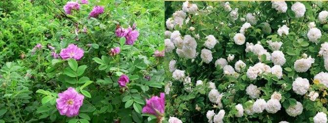 Лучшие способы размножить плетистые розы весной и летом