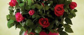 Комнатная роза – болезни и вредители в борьбе с любящим владельцем