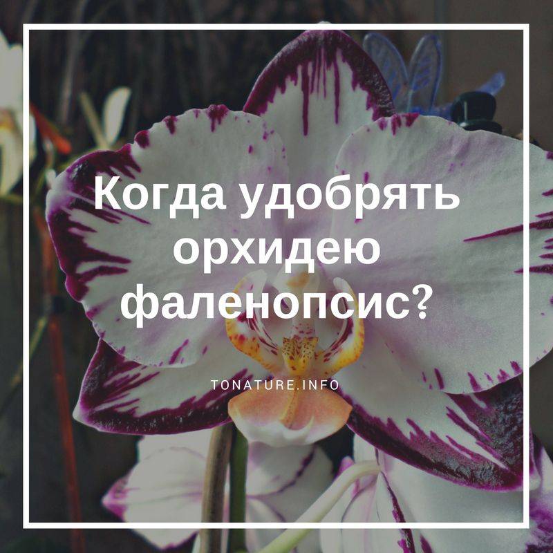 Чем подкормить орхидею в домашних условиях: народные и подручные средства