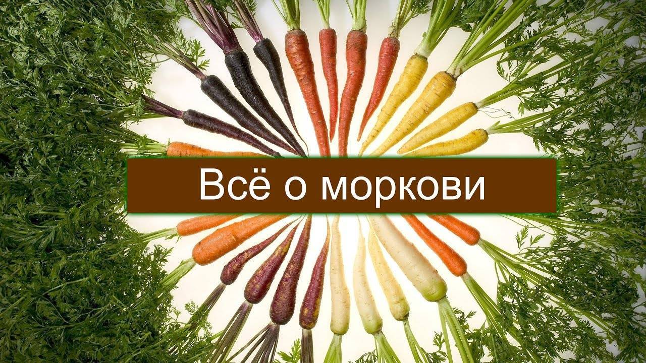 Благоприятные дни для посева моркови в 2020 году