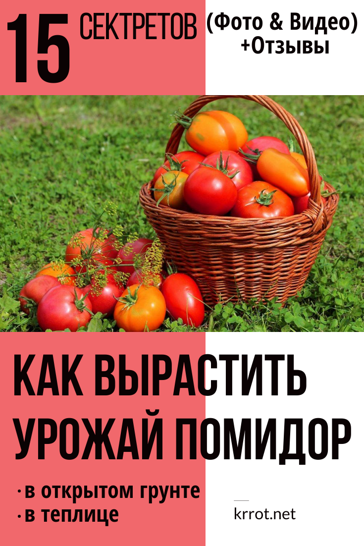 Правила выращивания томатов в открытом грунте, выбор сорта, посадка и уход