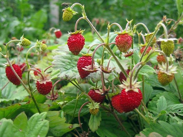 Обзор 4-х лучших вариантов вырастить рассаду клубники: кто хочет ягоды размером с кулак?