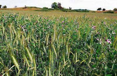 В корочанском районе на полях растят гибрид ржи и пшеницы