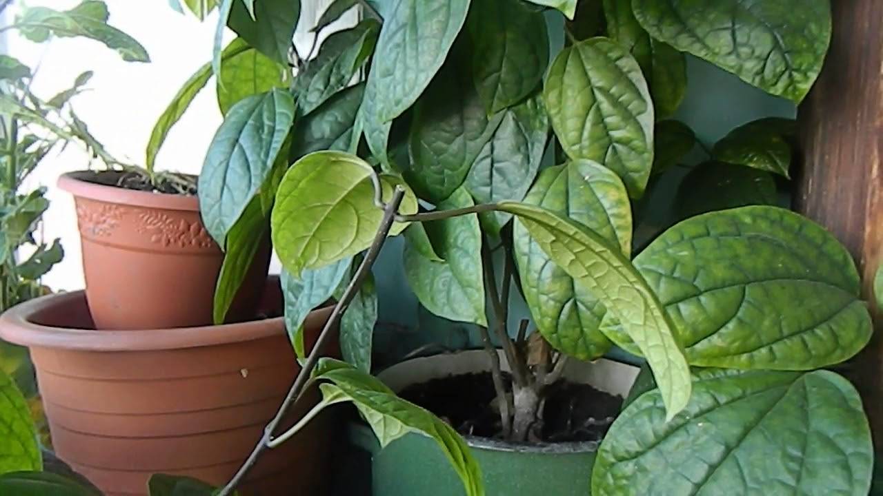 Как ухаживать за клеродендрумом томпсона: превращаем лиану в куст или деревце