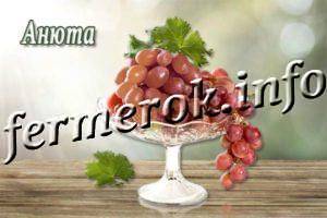 Сорт винограда анюта: описание, фото