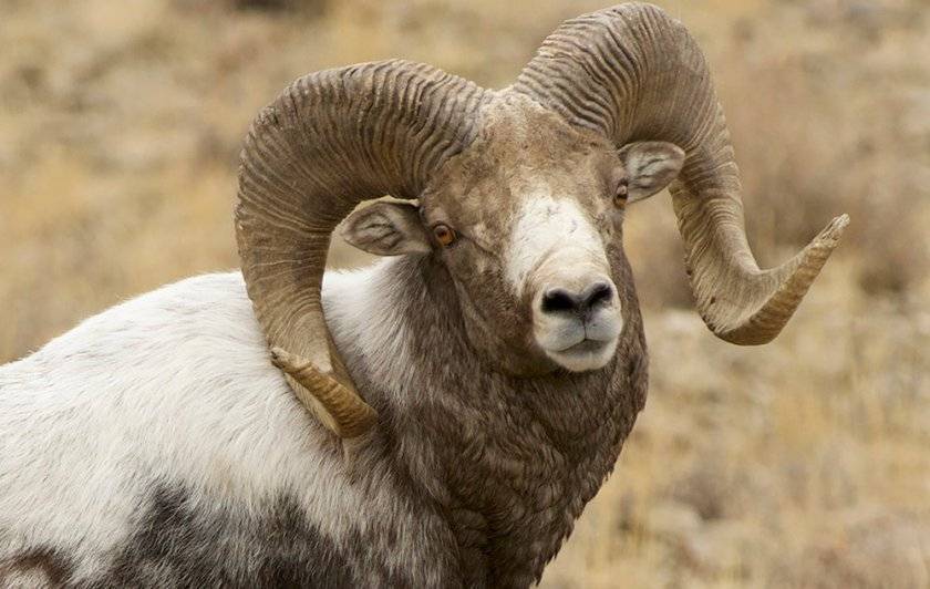 Знакомимся поближе с американским другом — страусом нанду