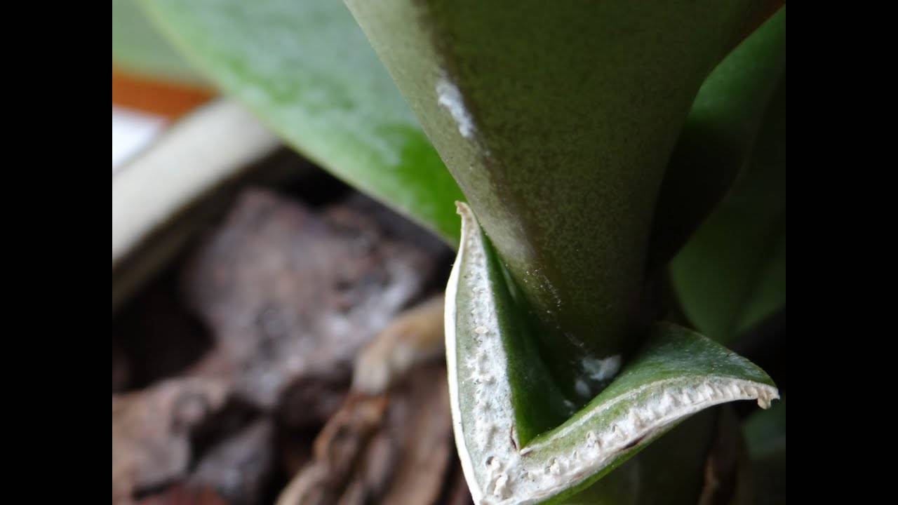 У орхидеи вянут листья: основные причины и способы их устранения