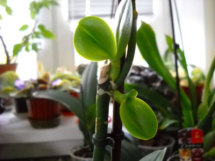 Какие удобрения можно применять для орхидей?