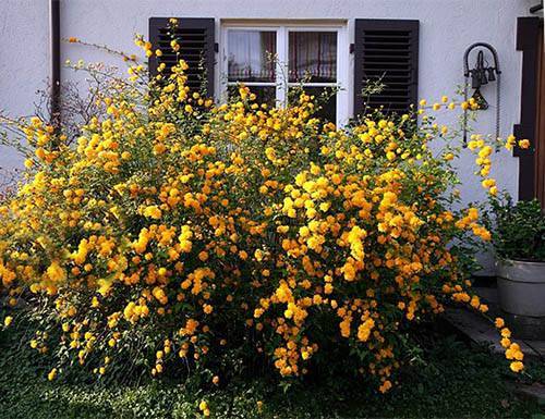 Керрия или керия: фото и описание кустарника, правила и тонкости выращивания великолепного растения с желтыми цветками