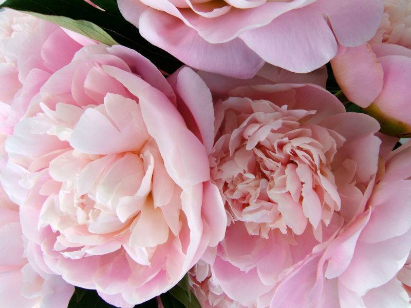 Очаровательный подарок весны: лучшие сорта розовых пионов