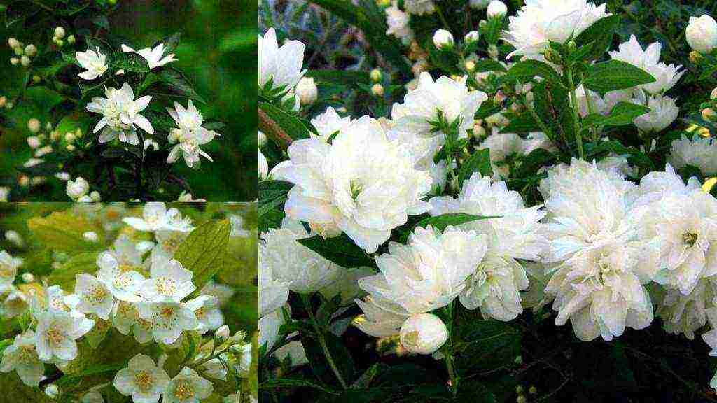Правильная посадка, уход и обрезка жасмина — залог обильного цветения