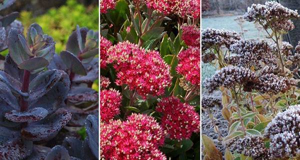 Виды садовых очитков – фото, названия и популярные сорта
