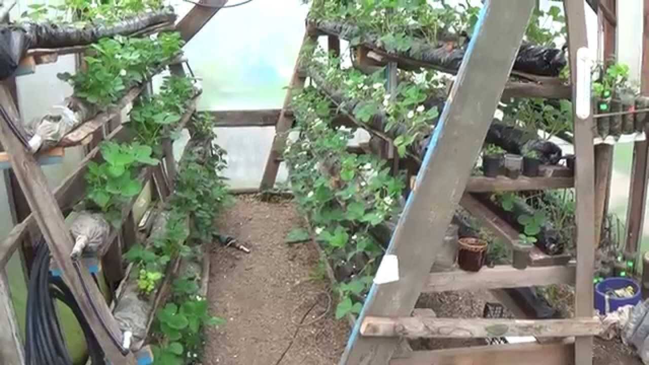 Как увеличить урожай клубники в два раза – секреты садоводов