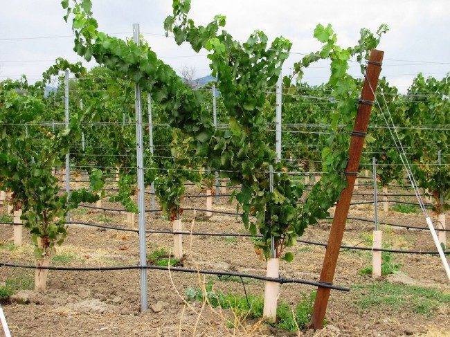 Посадка винограда в 2020 году: сроки, выращивание и уход