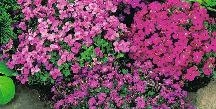 22 растения, которые можно вырастить из косточки на подоконнике и в саду