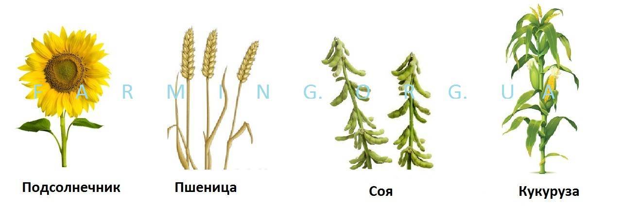 Технология выращивания и возделывания чечевицы: как и где она растет, ее урожайность