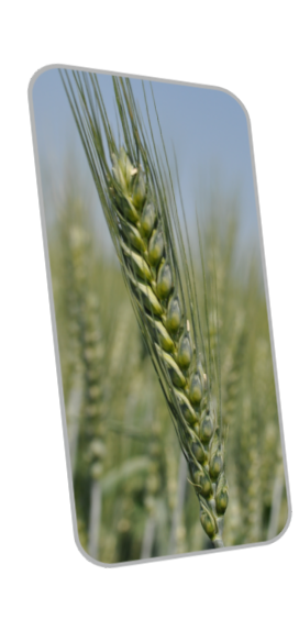 Обработка семян пшеницы перед посевом