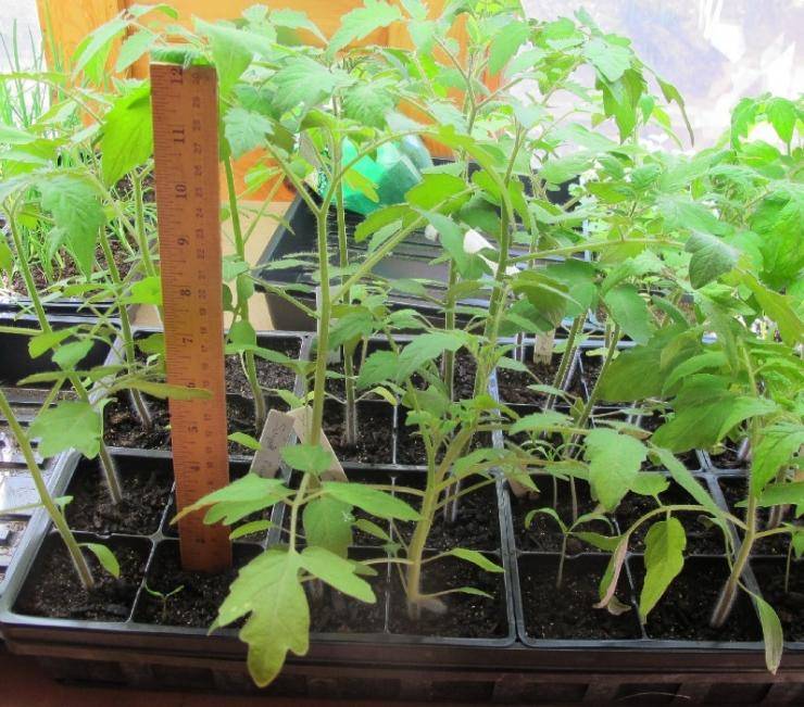 Как вырастить рассаду томатов в домашних условиях?