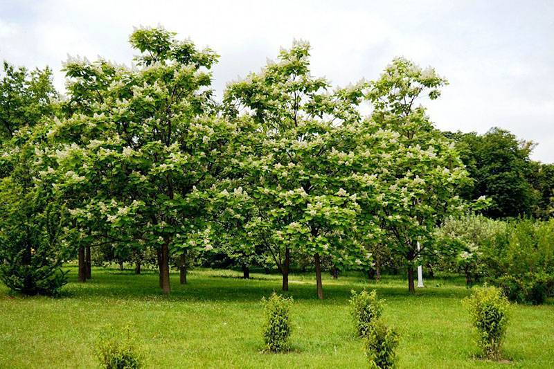 Дерево счастья катальпа – уход, обрезка, размножение