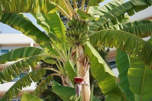 Как вырастить банан самому