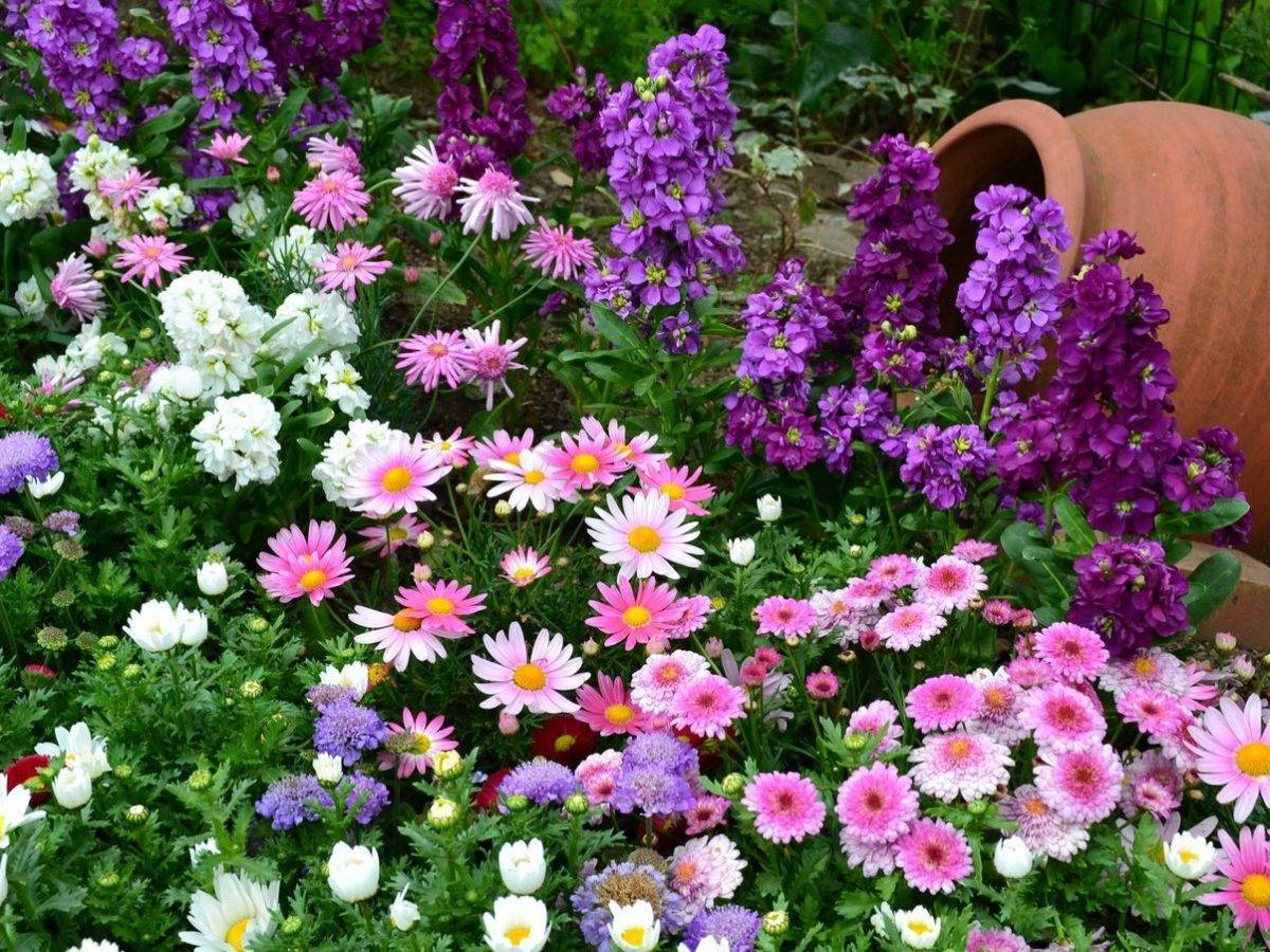 Неприхотливые и долгоцветущие многолетние садовые цветы