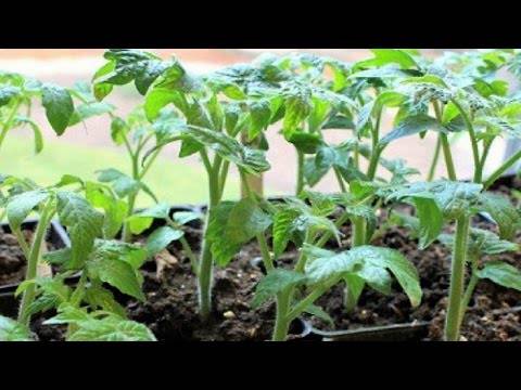 Подкормка томатов дрожжами для роста и урожайности