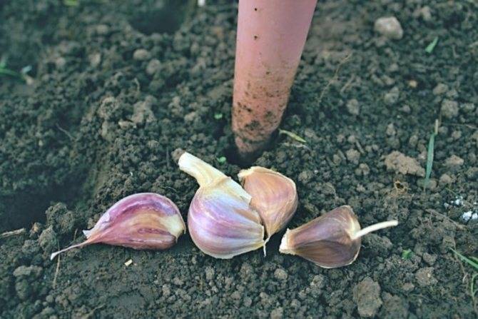 Выращивание озимого чеснока – все от посадки до уборки урожая