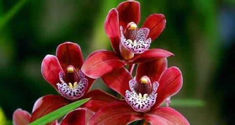 Когда и как подкармливать орхидею фаленопсис? какие удобрения выбрать?