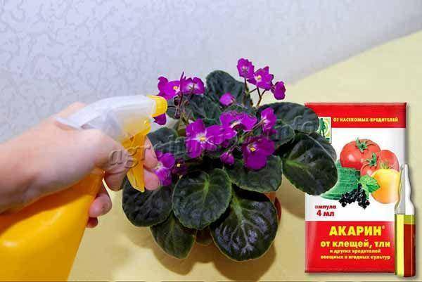 Фитоверм для комнатный растений: полная инструкция по применению