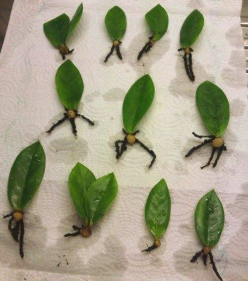 Размножение антуриума отростком: как посадить без корней?