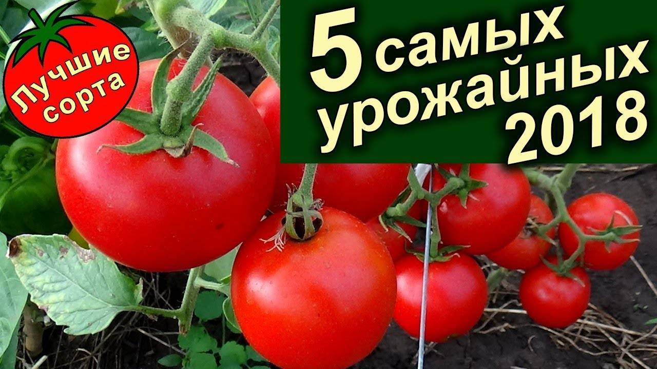 Обзор лучших сортов помидор для Урала с фотографиями