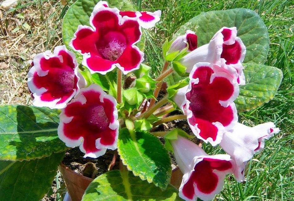 Глоксиния брокада — описание красной и синей разновидностей цветка
