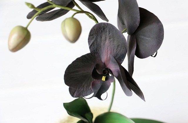 Когда пересаживать орхидею фаленопсис и как это делать, видео