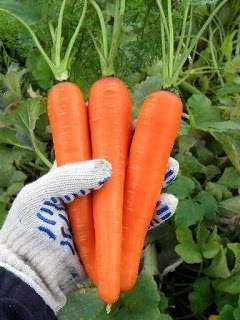 Морковь - секреты выращивания в открытом грунте