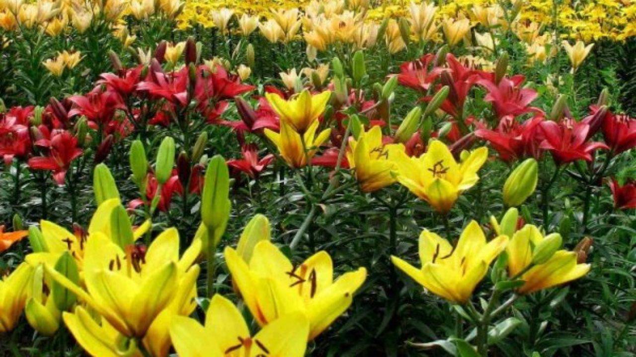 Многолетний цветок —  лилия восточная с описанием и фото