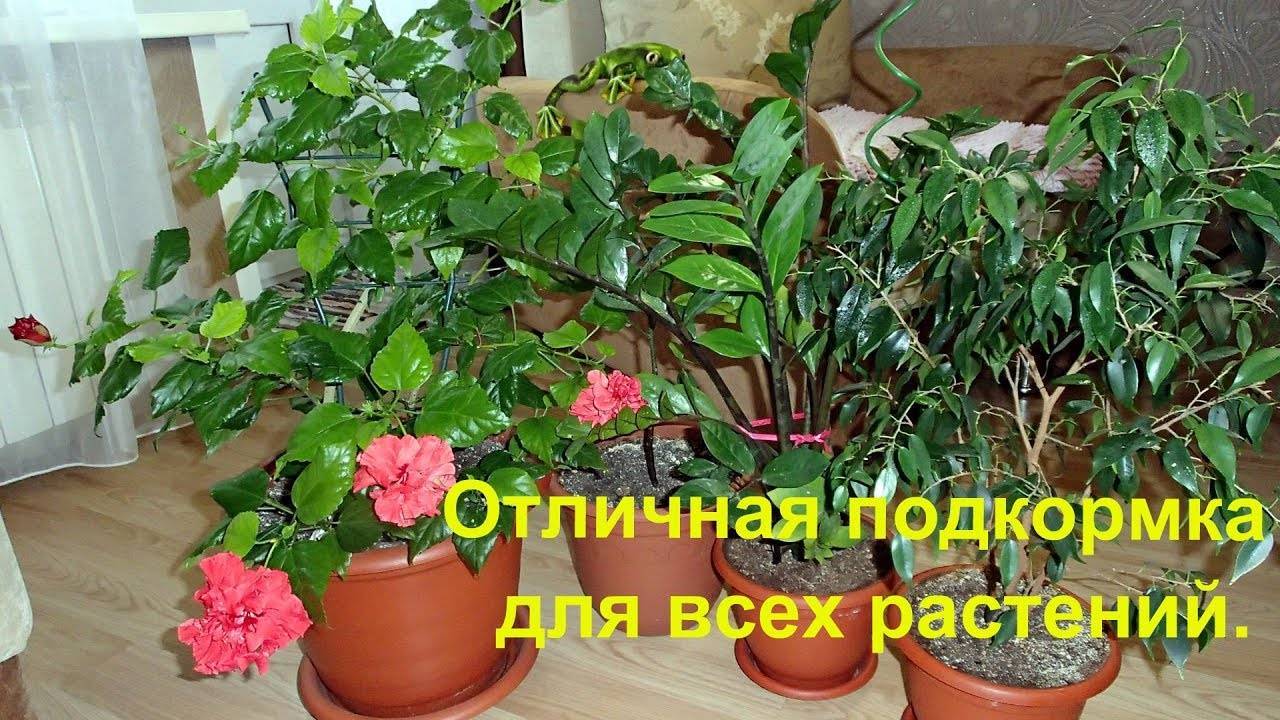 Борная кислота для растений: как правильно применять, рекомендации садоводам