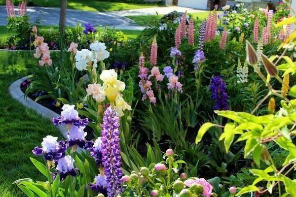 11 прекрасных декоративных кустарников, цветущих в июне