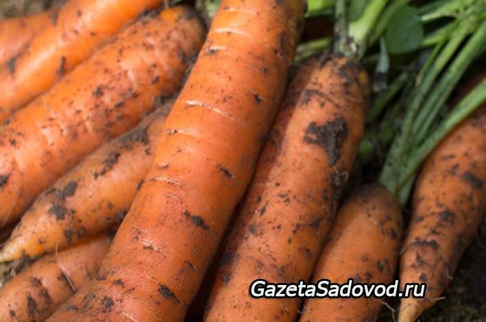 Как обработать семена моркови, чтобы посевы быстро взошли?