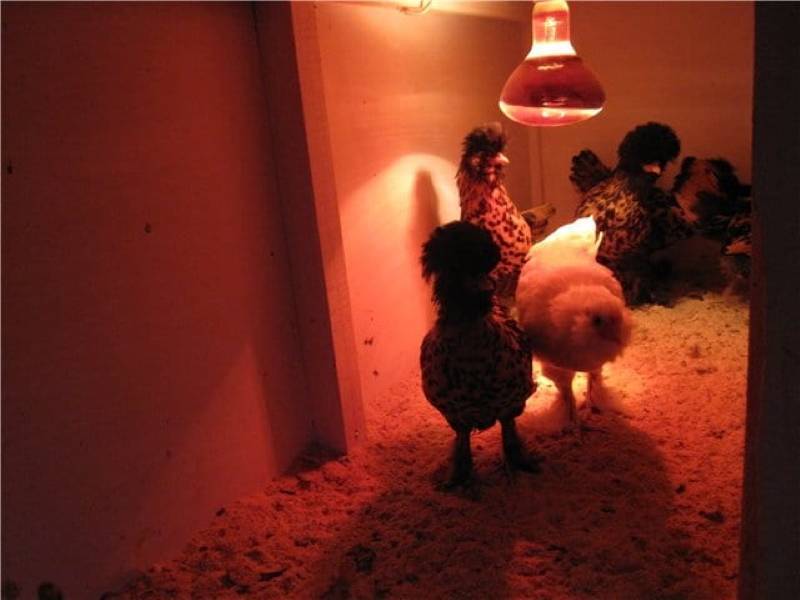 Лампы для обогрева цыплят