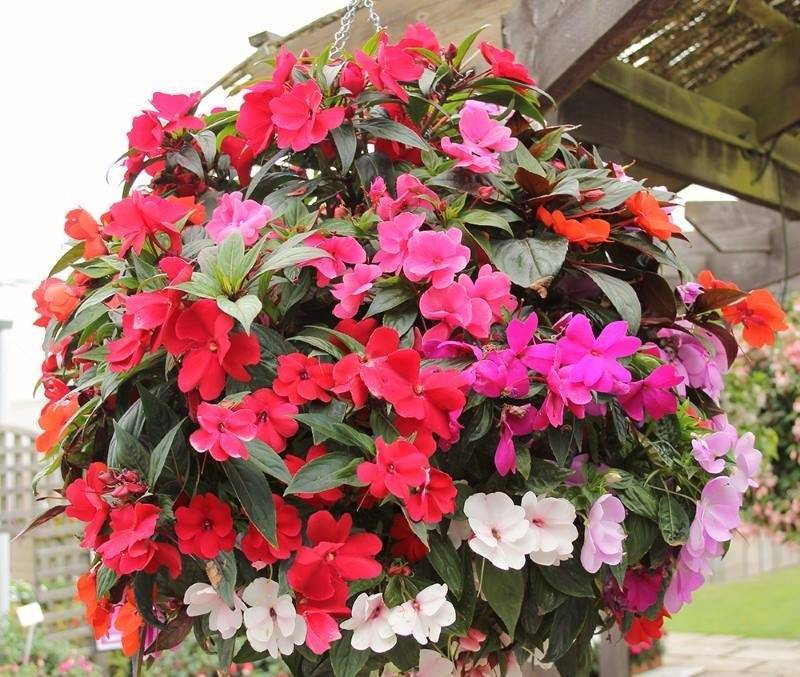 Зимой и летом покрыт цветом: как добиться цветения домашнего бальзамина на протяжении всего года?
