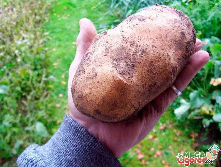 Как и когда сажать картофель в открытый грунт
