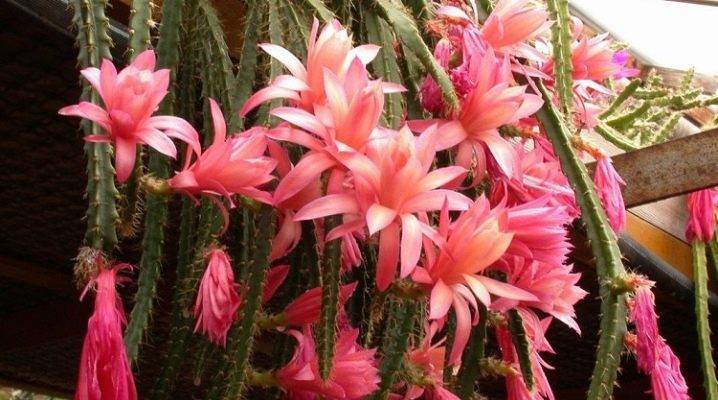 Стапелия – растение похожее на кактус с красивыми цветками-звездочками