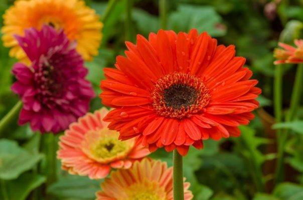 Красавица-цветок гербера из семян! посадка и уход в домашних условиях