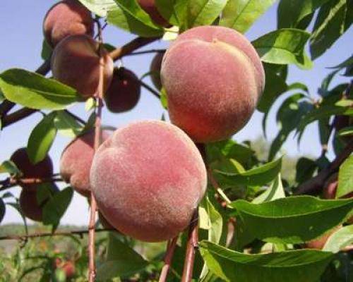 Персиковое дерево: описание, посадка, уход за деревом