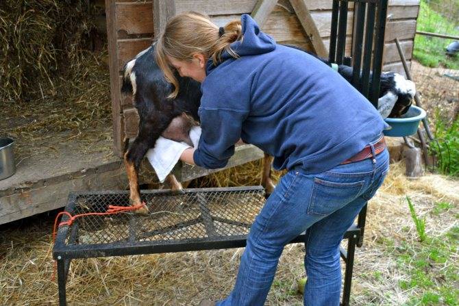 Болезни коз и козлят — их симптомы и лечение, опасность для человека