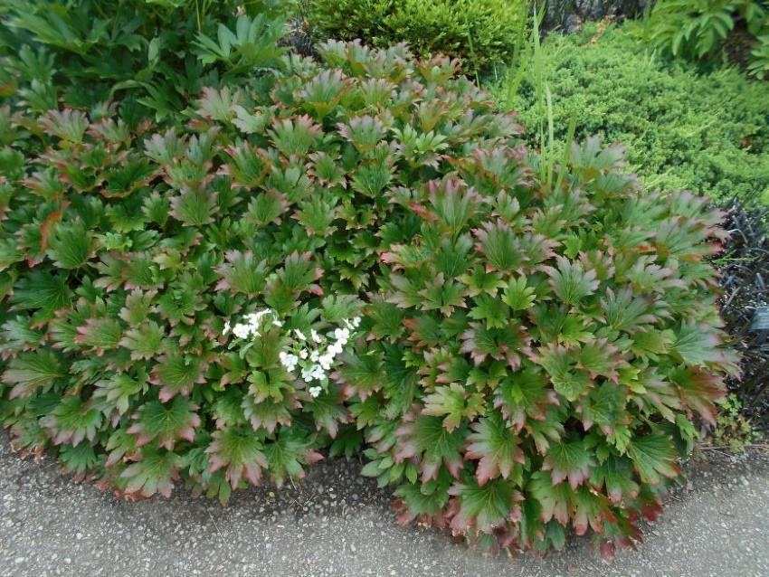 Садовое растение с листьями, как у клена — шикарный кленолистник